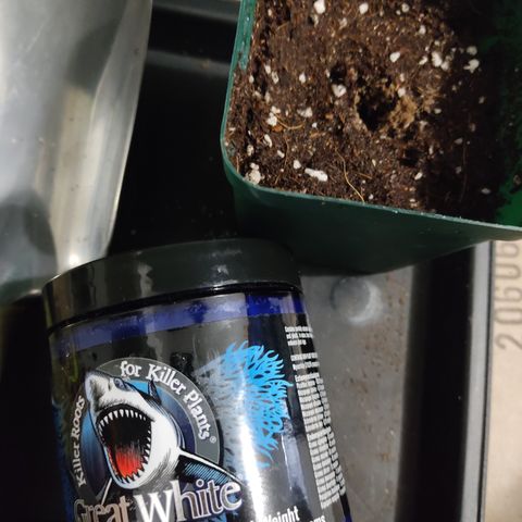 LAFANTA CBD growlog photo: Al tener la semilla germinada la insertamos en la maceta, espolvoreando el orificio con un poco de Great White. Micorrizas para un mayor desarrollo de raíces.  