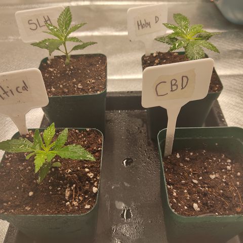LAFANTA CBD growlog photo: La metemos al indoor una ves germinada, en fotoperiodo de 18 horas luz y 6 de oscuridad, donde compartirá espacio con otras genéticas del banco BSF (la pueden seguir en el siguiente link: https://growithjane.com/growlog/gorila-glue-super-lemon-haze-critical-y-moby-d-jjywk). Parámetros de humedad alrededor del 80% y temperatura alrededor de 24º.