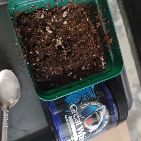 SUPER LEMON HAZE, MOBY-D, CRITICAL +2 & GORILLA GLUE #4 growlog photo: Gorilla germinada, con una retícula de 1 pulgada aprox. La bañamos en un poco de micorrizas, igual el orificio donde la pondremos y metemos al indoor.