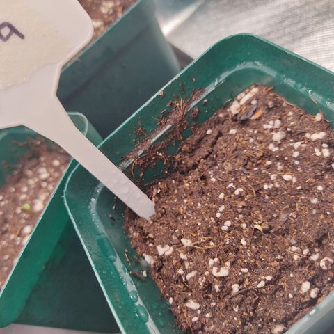 SUPER LEMON HAZE, MOBY-D, CRITICAL +2 & GORILLA GLUE #4 growlog photo: Semilla Gorilla en su maceta, esperando a que salgan los cotiledones.