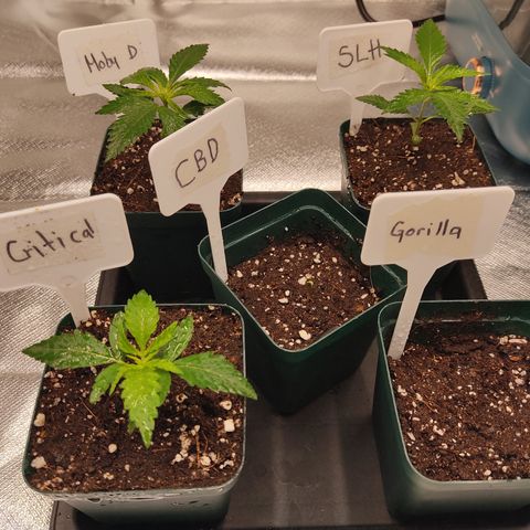 SUPER LEMON HAZE, MOBY-D, CRITICAL +2 & GORILLA GLUE #4 growlog photo: Ahora si tenemos las 4 genéticas del “Dream Team” de BSF, compartiendo espacio con una nueva CBD LAFANTA, así van al día de hoy. Con parámetros dentro del estándar.