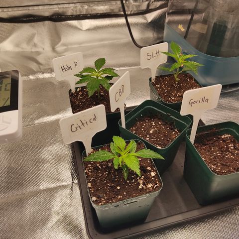 SUPER LEMON HAZE, MOBY-D, CRITICAL +2 & GORILLA GLUE #4 growlog photo: Ahora si tenemos las 4 genéticas del “Dream Team” de BSF, compartiendo espacio con una nueva CBD LAFANTA, así van al día de hoy. Con parámetros dentro del estándar.