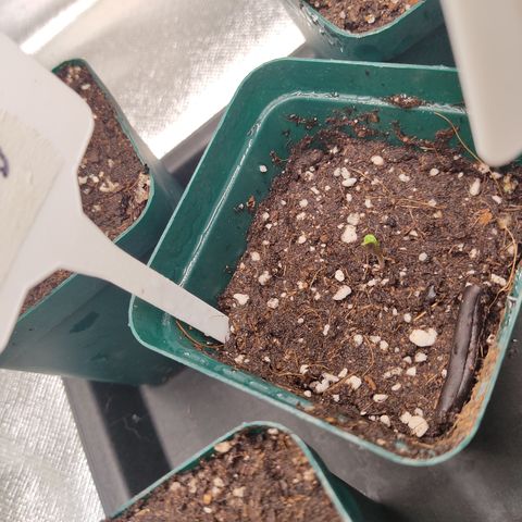 SUPER LEMON HAZE, MOBY-D, CRITICAL +2 & GORILLA GLUE #4 growlog photo: LAFANTA CBD de BSF, les dejo el link de su seguimiento en los logs.