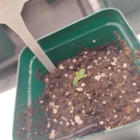 LAFANTA CBD growlog photo: Primer par de hojas aserradas y un buen pigmento verde. 