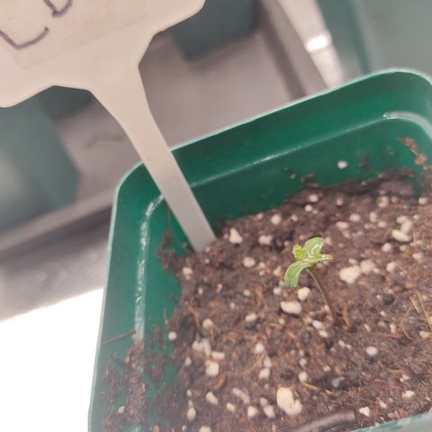 LAFANTA CBD growlog photo: Primer par de hojas aserradas y un buen pigmento verde. 