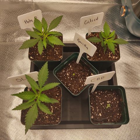 LAFANTA CBD growlog photo: Aquí junto a sus hermanas mayores, esperemos en 15 días este del tamaño de las mismas.