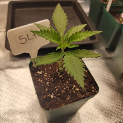 SUPER LEMON HAZE, MOBY-D, CRITICAL +2 & GORILLA GLUE #4 growlog photo: Super Lemon Haze