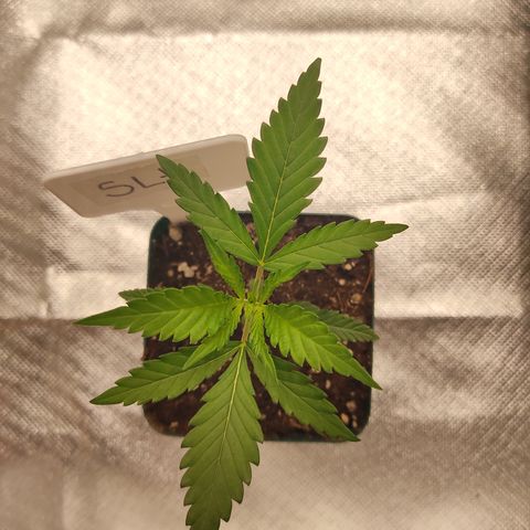 SUPER LEMON HAZE, MOBY-D, CRITICAL +2 & GORILLA GLUE #4 growlog photo: Super Lemon Haze