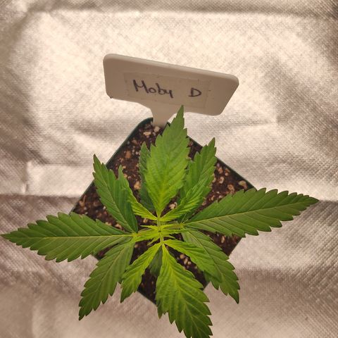 SUPER LEMON HAZE, MOBY-D, CRITICAL +2 & GORILLA GLUE #4 growlog photo: Moby-D es la mediana de todas en altura.