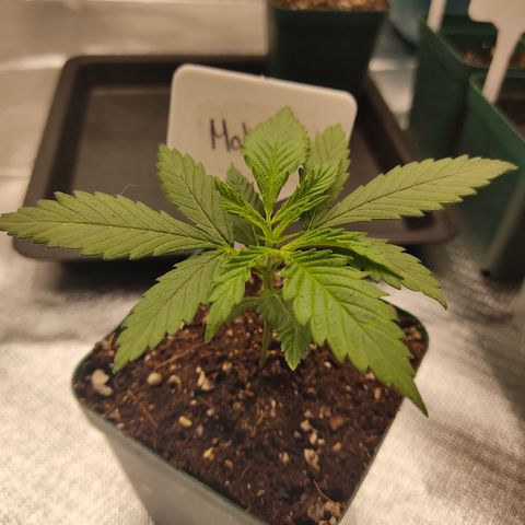 SUPER LEMON HAZE, MOBY-D, CRITICAL +2 & GORILLA GLUE #4 growlog photo: Moby-D es la mediana de todas en altura.