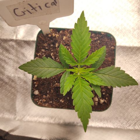 SUPER LEMON HAZE, MOBY-D, CRITICAL +2 & GORILLA GLUE #4 growlog photo: La Critical +2 es la más chica de todas en altura por el momento. 