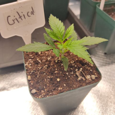 SUPER LEMON HAZE, MOBY-D, CRITICAL +2 & GORILLA GLUE #4 growlog photo: La Critical +2 es la más chica de todas en altura por el momento. 