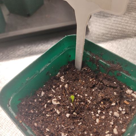 SUPER LEMON HAZE, MOBY-D, CRITICAL +2 & GORILLA GLUE #4 growlog photo: Aquí vemos que la Gorilla ya abrió sus cotiledones y tomaron un buen pigmento verde. Se alcanza a  apreciar que viene el primer par de hojitas aserradas.