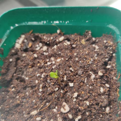 SUPER LEMON HAZE, MOBY-D, CRITICAL +2 & GORILLA GLUE #4 growlog photo: Aquí vemos que la Gorilla ya abrió sus cotiledones y tomaron un buen pigmento verde. Se alcanza a  apreciar que viene el primer par de hojitas aserradas.