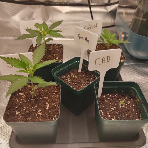 SUPER LEMON HAZE, MOBY-D, CRITICAL +2 & GORILLA GLUE #4 growlog photo: Aquí vemos al conjunto de todas las genéticas que comparten el espacio. 