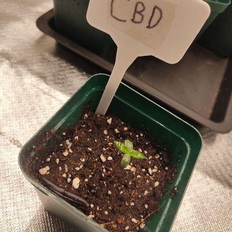 LAFANTA CBD growlog timeline photo