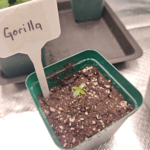SUPER LEMON HAZE, MOBY-D, CRITICAL +2 & GORILLA GLUE #4 growlog timeline photo