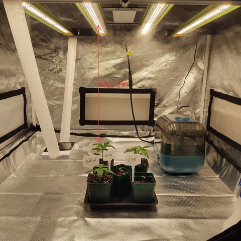 SUPER LEMON HAZE, MOBY-D, CRITICAL +2 & GORILLA GLUE #4 growlog photo: La lámpara sigue a una distancia de 45 cm, una potencia del 40%, extractor prendido, ventilador indirecto y humidificador a intervalos.