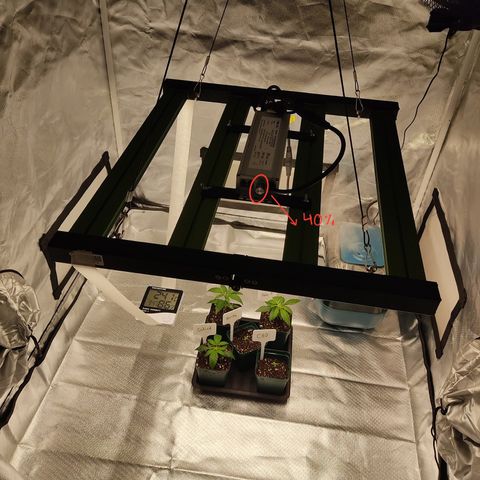 SUPER LEMON HAZE, MOBY-D, CRITICAL +2 & GORILLA GLUE #4 growlog photo: La lámpara sigue a una distancia de 45 cm, una potencia del 40%, extractor prendido, ventilador indirecto y humidificador a intervalos.