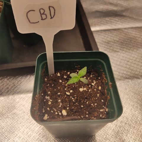 LAFANTA CBD growlog timeline photo