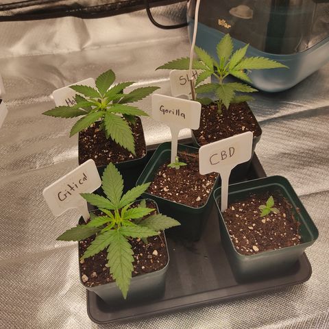 LAFANTA CBD growlog timeline photo