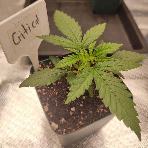 SUPER LEMON HAZE, MOBY-D, CRITICAL +2 & GORILLA GLUE #4 growlog photo: Así van las 4 genéticas del pack “Dream Team” de BSF.
