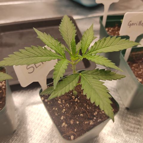 SUPER LEMON HAZE, MOBY-D, CRITICAL +2 & GORILLA GLUE #4 growlog photo: Así van las 4 genéticas del pack “Dream Team” de BSF.