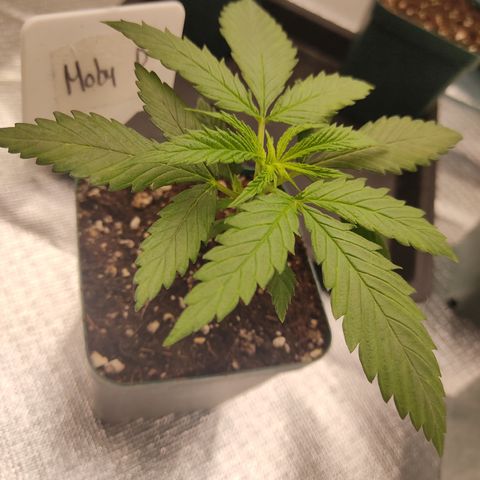 SUPER LEMON HAZE, MOBY-D, CRITICAL +2 & GORILLA GLUE #4 growlog photo: Así van las 4 genéticas del pack “Dream Team” de BSF.