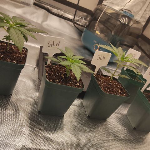 SUPER LEMON HAZE, MOBY-D, CRITICAL +2 & GORILLA GLUE #4 growlog photo: Altura de las plantas ya en inicio del vegetativo