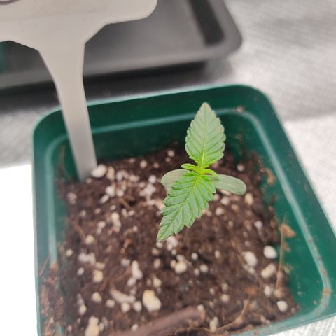 LAFANTA CBD growlog photo: Seguimos haciendo riegos a la superficie para humectarla y ayer se hizo un riego con great white. 1 gramo x litro de agua, mañana rellenaremos con un poco más de tierra para dar más soporte a la plantula y no este tan espigada.