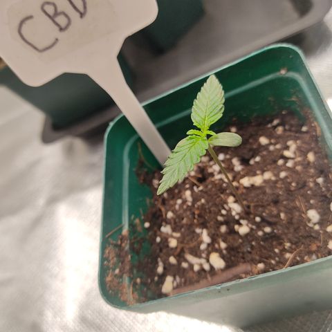 LAFANTA CBD growlog photo: Seguimos haciendo riegos a la superficie para humectarla y ayer se hizo un riego con great white. 1 gramo x litro de agua, mañana rellenaremos con un poco más de tierra para dar más soporte a la plantula y no este tan espigada.