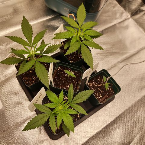 LAFANTA CBD growlog photo: Mantenemos los parámetros de temperatura y humedad estables dentro del margen. Así va acompañada de las otras genéticas 