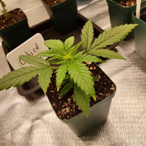 SUPER LEMON HAZE, MOBY-D, CRITICAL +2 & GORILLA GLUE #4 growlog photo: Avance de cada una de las genéticas.