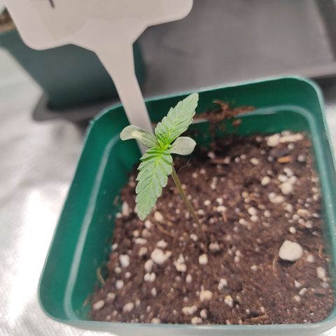 SUPER LEMON HAZE, MOBY-D, CRITICAL +2 & GORILLA GLUE #4 growlog photo: Avance de cada una de las genéticas.