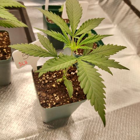 SUPER LEMON HAZE, MOBY-D, CRITICAL +2 & GORILLA GLUE #4 growlog photo: Avance de cada una de las genéticas.