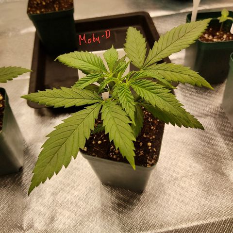 SUPER LEMON HAZE, MOBY-D, CRITICAL +2 & GORILLA GLUE #4 growlog photo: Avance de cada una de las genéticas.