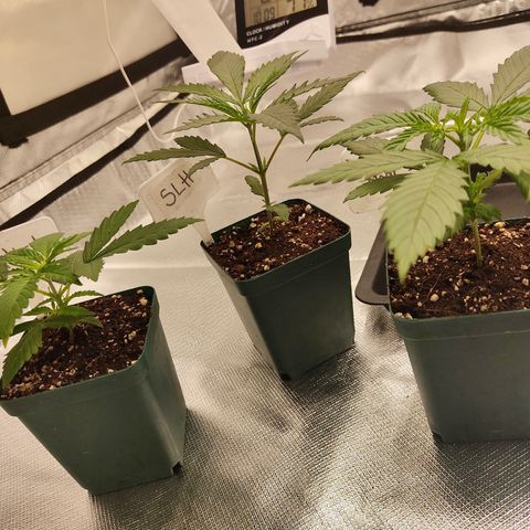SUPER LEMON HAZE, MOBY-D, CRITICAL +2 & GORILLA GLUE #4 growlog photo: Aquí observamos cómo va el grosor del tallo. 