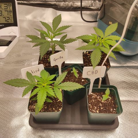 SUPER LEMON HAZE, MOBY-D, CRITICAL +2 & GORILLA GLUE #4 growlog timeline photo