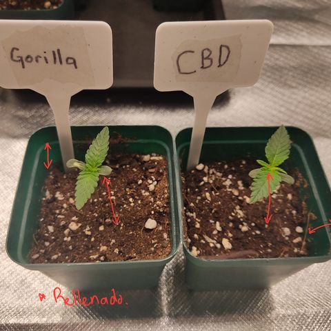 LAFANTA CBD growlog photo: Maceta antes del rellenado 