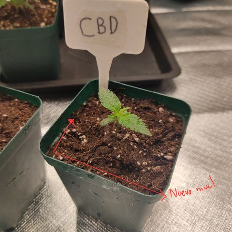 LAFANTA CBD growlog photo: Maceta después del rellenado, para darle un poco más de firmeza y apoyo al tallo.