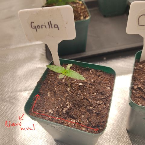 SUPER LEMON HAZE, MOBY-D, CRITICAL +2 & GORILLA GLUE #4 growlog photo: Rellenamos las macetas de las plantulas con sustrato para que el tallo quede mejor apoyado y no tan espigado. Último riego con great white para las plantulas, siguiente hasta que empiece su vegetativo o sea transplantada.