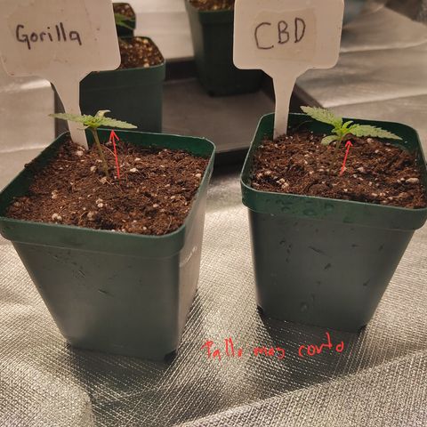 SUPER LEMON HAZE, MOBY-D, CRITICAL +2 & GORILLA GLUE #4 growlog photo: Nueva altura de las plantulas 