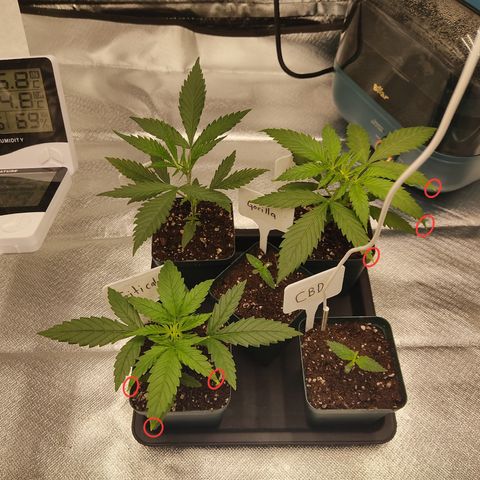 SUPER LEMON HAZE, MOBY-D, CRITICAL +2 & GORILLA GLUE #4 growlog photo: Así va y se ve el conjunto de las genéticas, y empezamos a notar algunas puntas amarillas. Observación constante para identificar si pide nutrientes o transplante a una maceta más grande. 