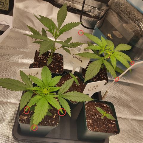 SUPER LEMON HAZE, MOBY-D, CRITICAL +2 & GORILLA GLUE #4 growlog photo: Así va y se ve el conjunto de las genéticas, y empezamos a notar algunas puntas amarillas. Observación constante para identificar si pide nutrientes o transplante a una maceta más grande. 