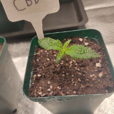 LAFANTA CBD growlog photo: Así va nuestra plantula al día de hoy, y así se ve en conjunto con las demás genéticas, pueden buscar el seguimiento de las otras por nombre, vienen juntas. Pueden poner Gorilla en el buscador y saldrá una portada que dice BSF Dream Team. Para que vean ese seguimiento aparte ( detalló paso a paso).