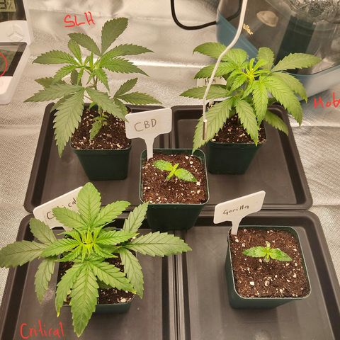 LAFANTA CBD growlog photo: Así va nuestra plantula al día de hoy, y así se ve en conjunto con las demás genéticas, pueden buscar el seguimiento de las otras por nombre, vienen juntas. Pueden poner Gorilla en el buscador y saldrá una portada que dice BSF Dream Team. Para que vean ese seguimiento aparte ( detalló paso a paso).