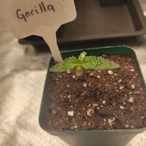 SUPER LEMON HAZE, MOBY-D, CRITICAL +2 & GORILLA GLUE #4 growlog photo: Así va la plantula de Gorilla, parece que va creciendo bien.