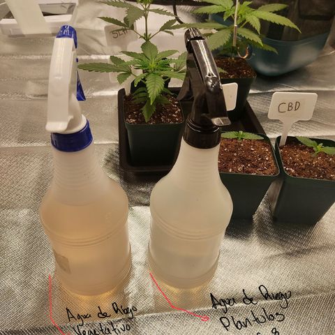 SUPER LEMON HAZE, MOBY-D, CRITICAL +2 & GORILLA GLUE #4 growlog photo: Los productos que usamos para el primer riego con fertis. De la marca General HYDROPONICS, usamos medidor de EC y PH para ajustarlos a los parametros adecuados y usamos geringas individuales para aplicar cada producto al agua de riego. Después subiré foto con el orden correcto de una mezcla de fertis. 