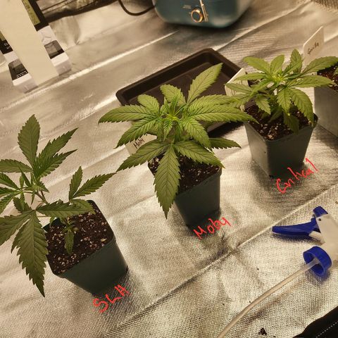SUPER LEMON HAZE, MOBY-D, CRITICAL +2 & GORILLA GLUE #4 growlog photo: Así van nuestras plantas al día de hoy, quedando en bases más separadas para que no se estorben, espero pronto hacerles su primer trasplante. Recuerden que la genética CBD la pueden seguir poniendo LAFANTA en el buscador, encontrarán su seguimiento paso a paso aparte. 