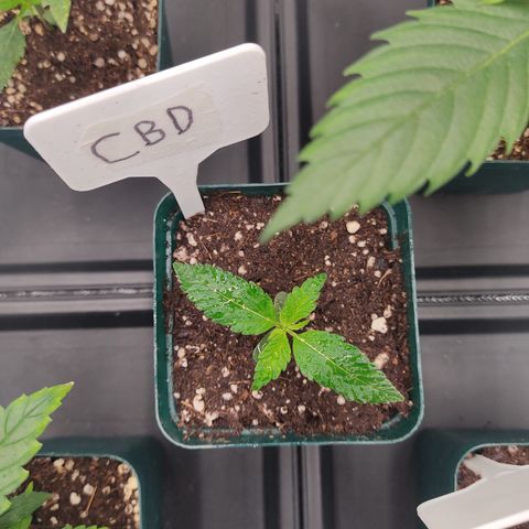 LAFANTA CBD growlog timeline photo